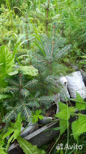 Ель сибирская (форма голубая, сизая) от 20см