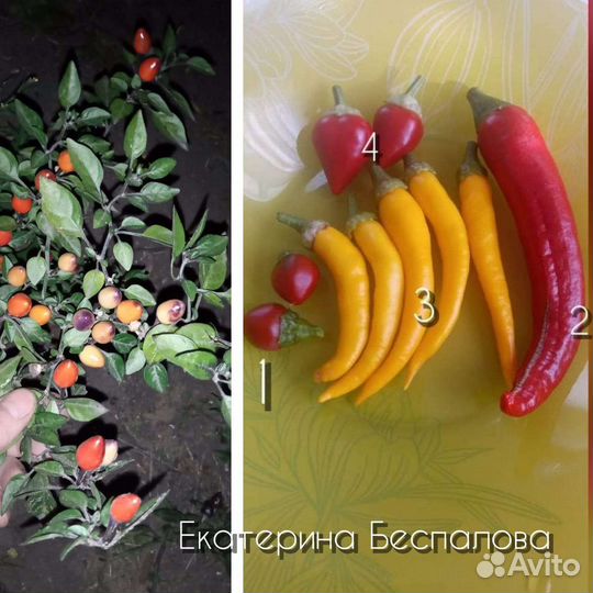 Коллекционный перец