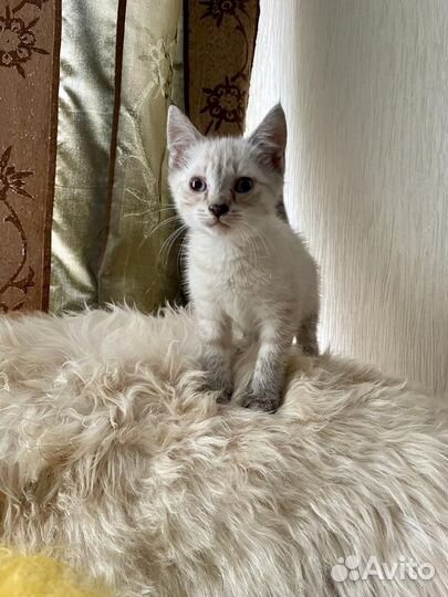 Котенок в добрые руки