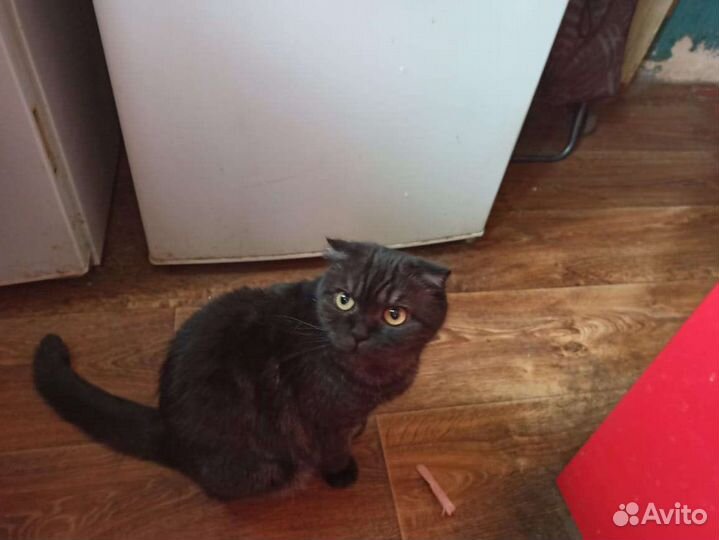 Кошка Шотландская в добрые руки