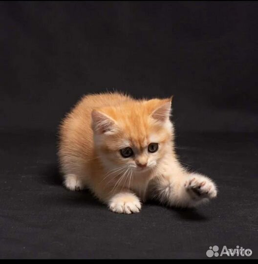 Котята Золотая шиншилла ny 12