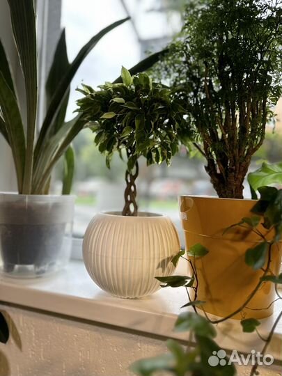 Фикус бенджамина с плетеным стволом