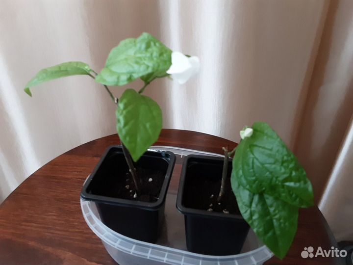 Клеродендрум