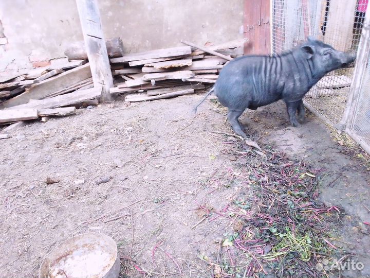 Вьетнамский вислобрюхий хряк