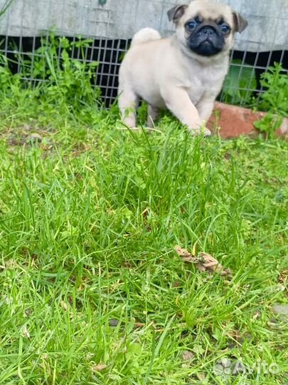 Щенки мопса