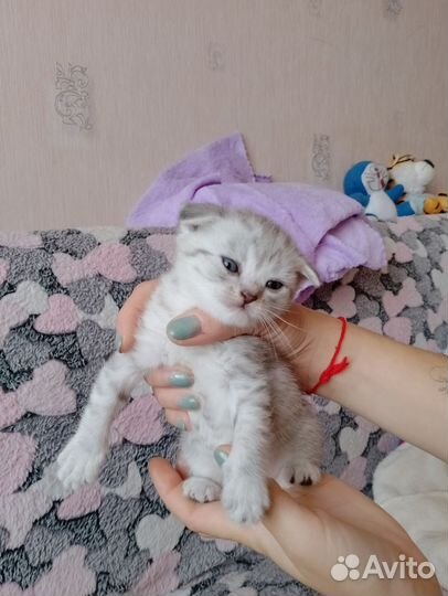 Шотландские котята