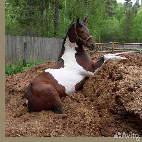 Конский навоз
