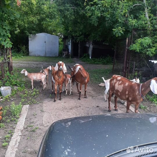 Англо нубийские козы дойные