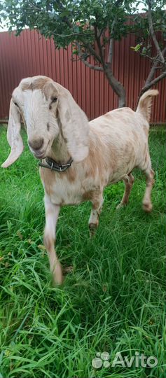Англо нубийские козы дойные