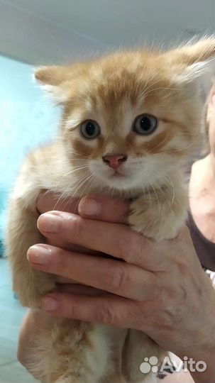 Котята Бездомные в Добрые Руки