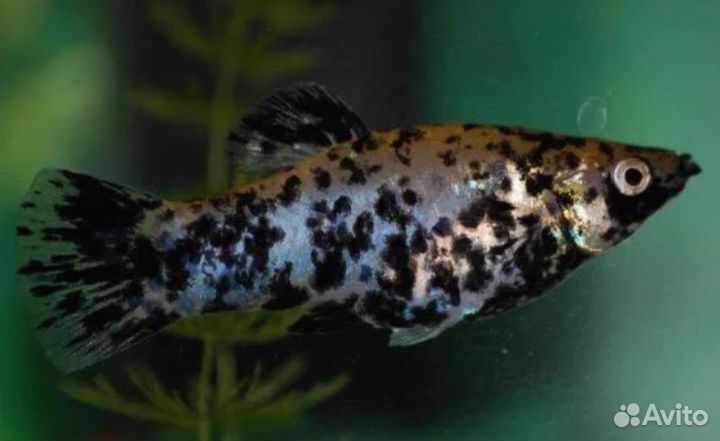 Моллинезии и гуппи