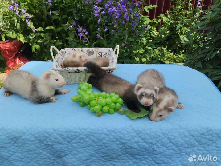 Хорьки. Привиты. Доставка