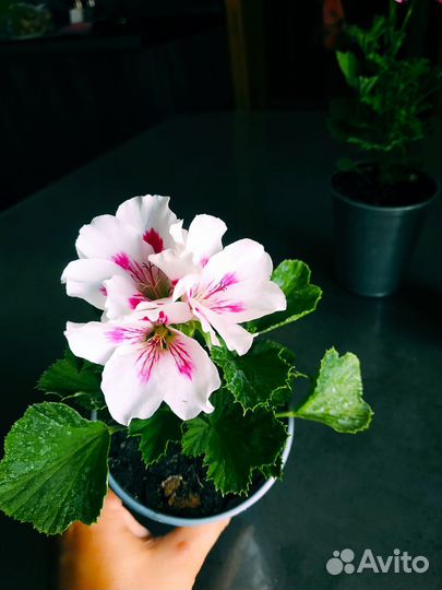 Королевская пеларгония