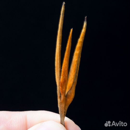 Чай для души Цзинь Чжень Ван