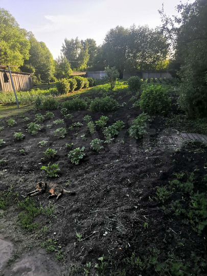 Дом 36 м² на участке 20 сот.