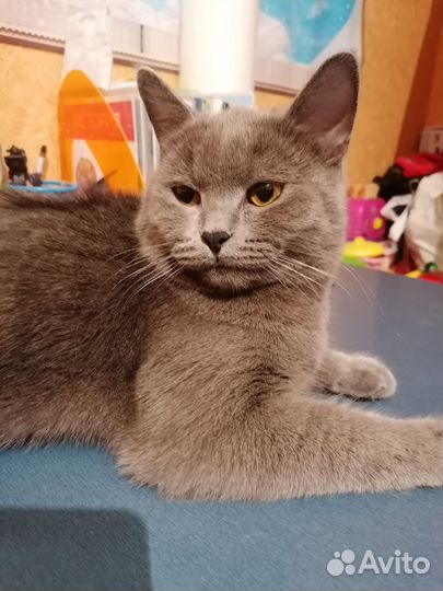 Британский кот вязка