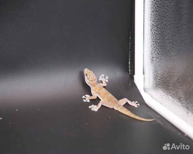 Африк. вееропалый геккон - Ptyodactylus togoensis