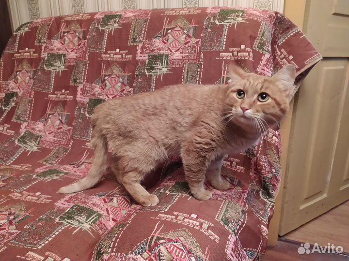 Молодой воспитанный кот ищет хозяина