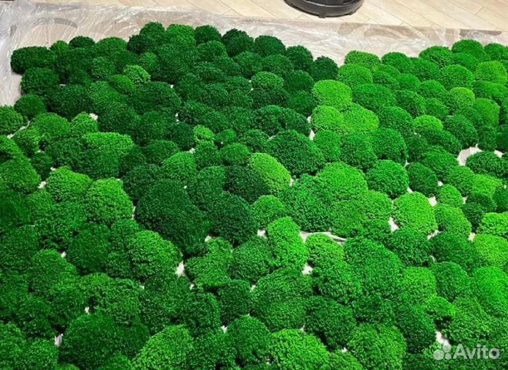 Мох кочка от производителя опт