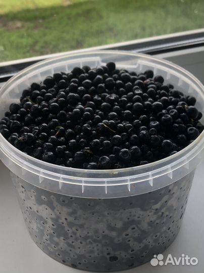 Черника свежая