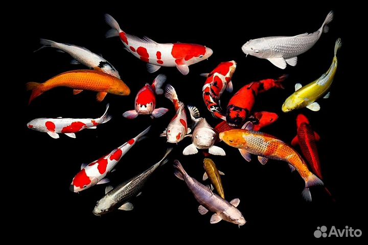Рыбки кои и кометы