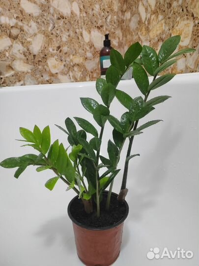 Замиокулькас