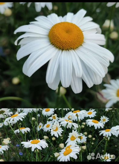 Ромашка белая крупная