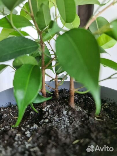 Фикус neon неон в горшке 3 ствола