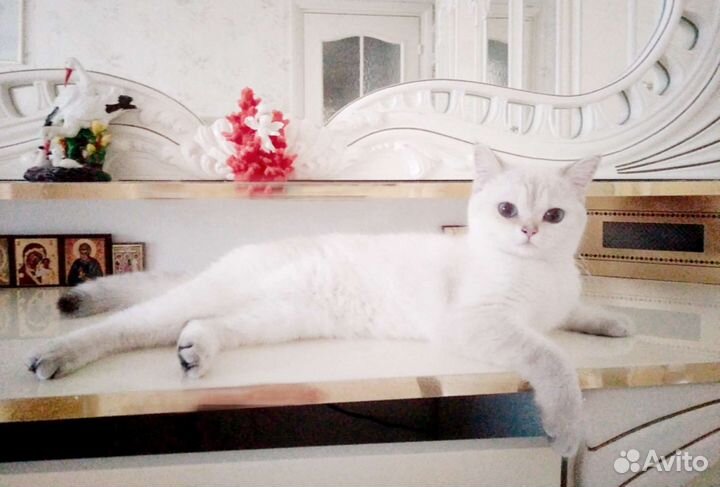 Британская серебристая шиншилла колор-поинт