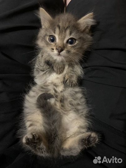 Необычайно красивые котята в добрейшие руки