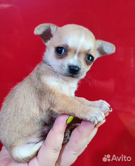 Щенки Чихуахуа девочка