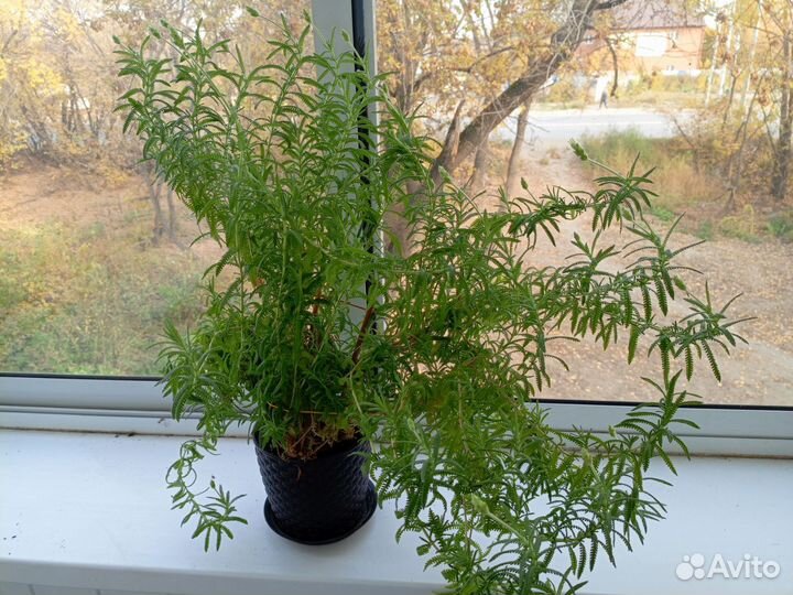 Лаванда Зубчатая