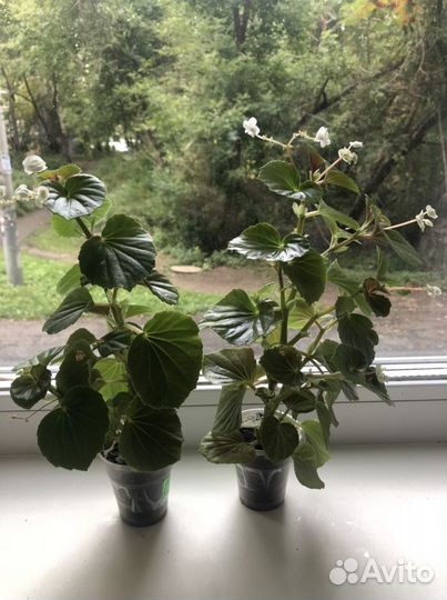 Бегония вечноцветущая махровая