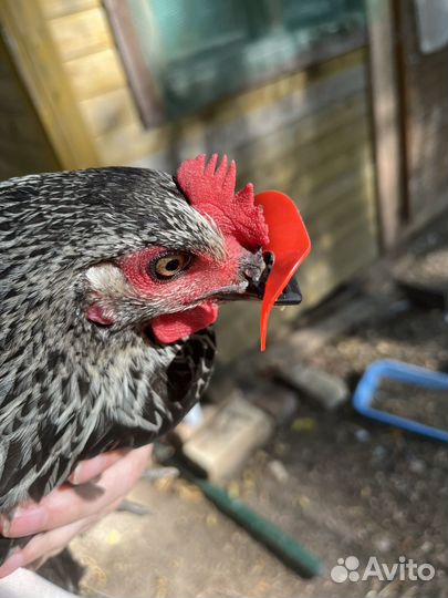 Яйца куриные домашние