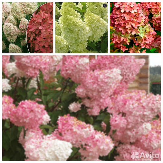Гортензия метельчатая 