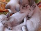 Котята сиамские отдам в добрые руки