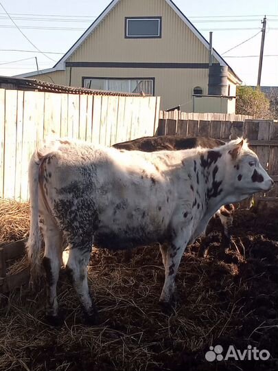 Телка 1.5 года