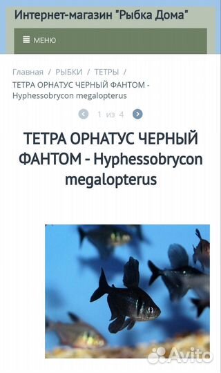 Тетра орнатус фантом