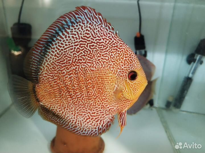 Дискусы от Валерия