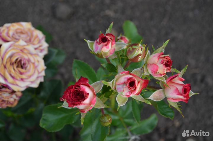Розы Саженцы разных сортов