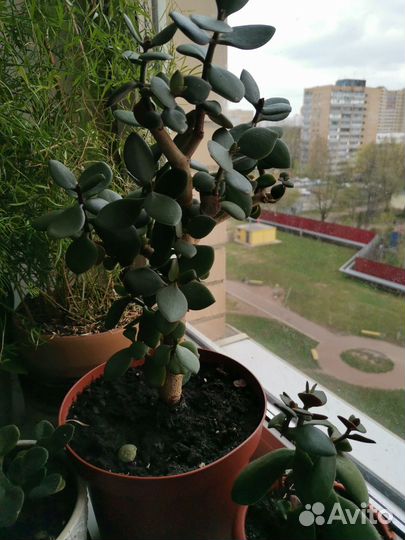 Толстянка- денежное дерево