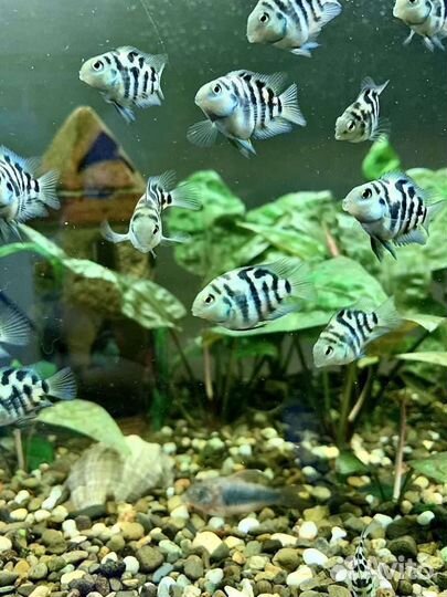 Рыба сапфировый попугай