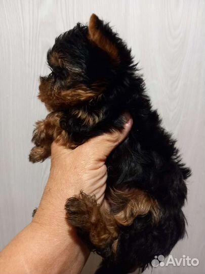 Щеночки йорики