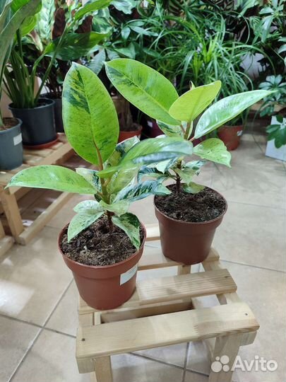 Вариегатный Фикус Шривериана