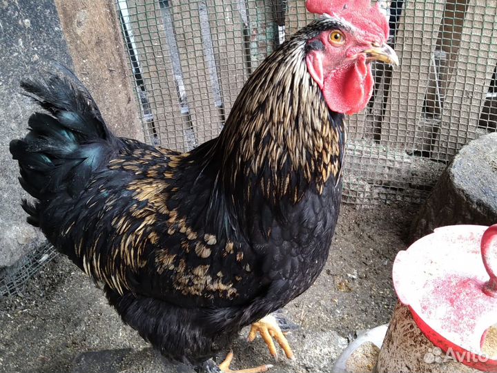 Петухи молодые