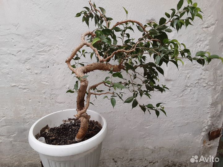 Фикус Бенджамина бонсай