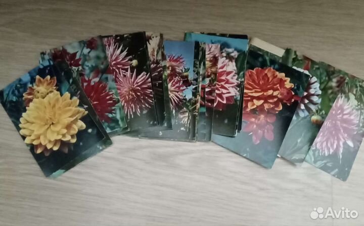 Комплекты открыток СССР с фото цветов и грибов