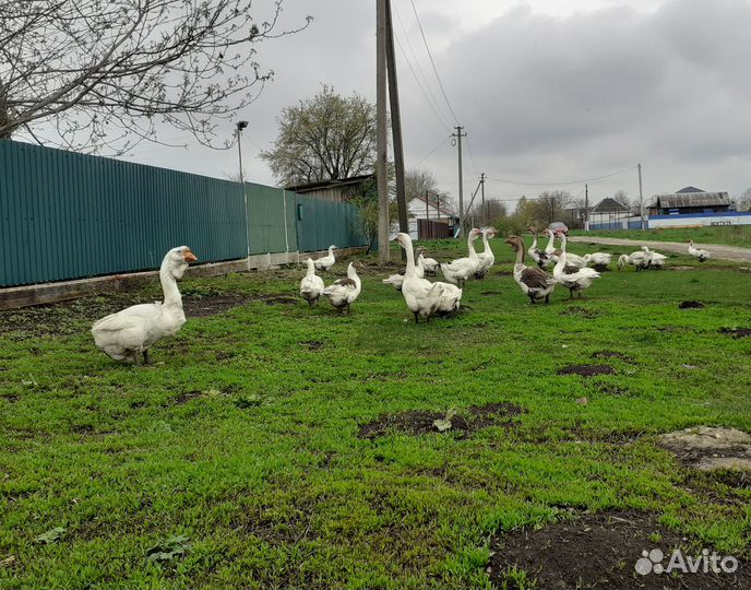 Последние гусята Холмогоры и Линда