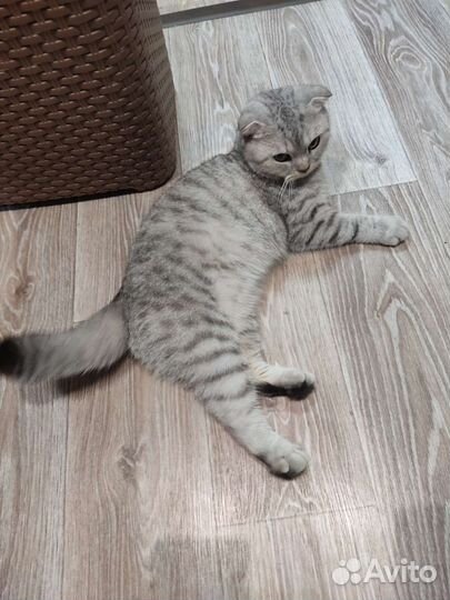 Шотландская вислоухая шиншилла бесплатно