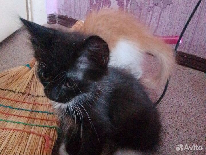 Котята в добрые руки бесплатно